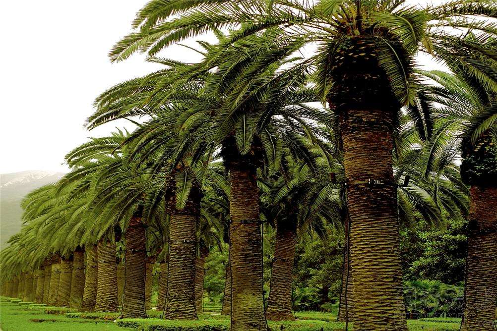 巴西棕櫚蠟乳液 巴西棕櫚蠟乳液