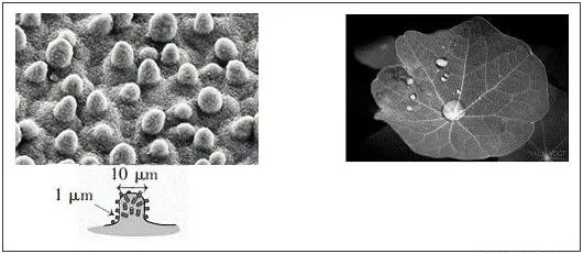 荷葉疏水效果 荷葉疏水效果